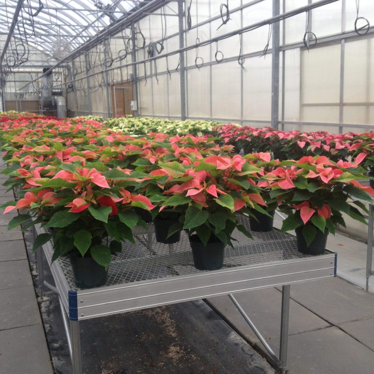 greenhouse bench in alberta