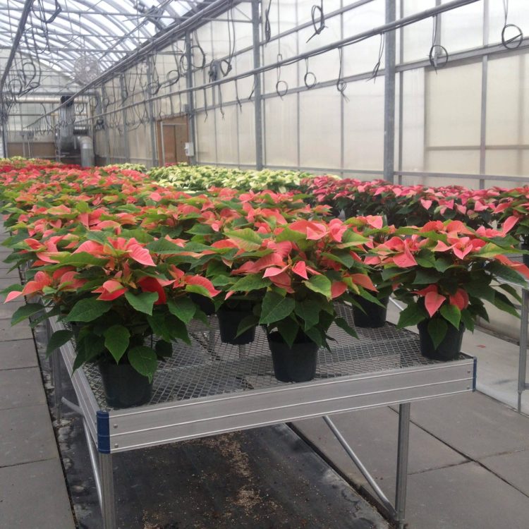 greenhouse bench in alberta